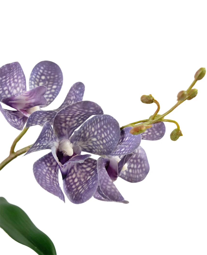 Miniatuur 2