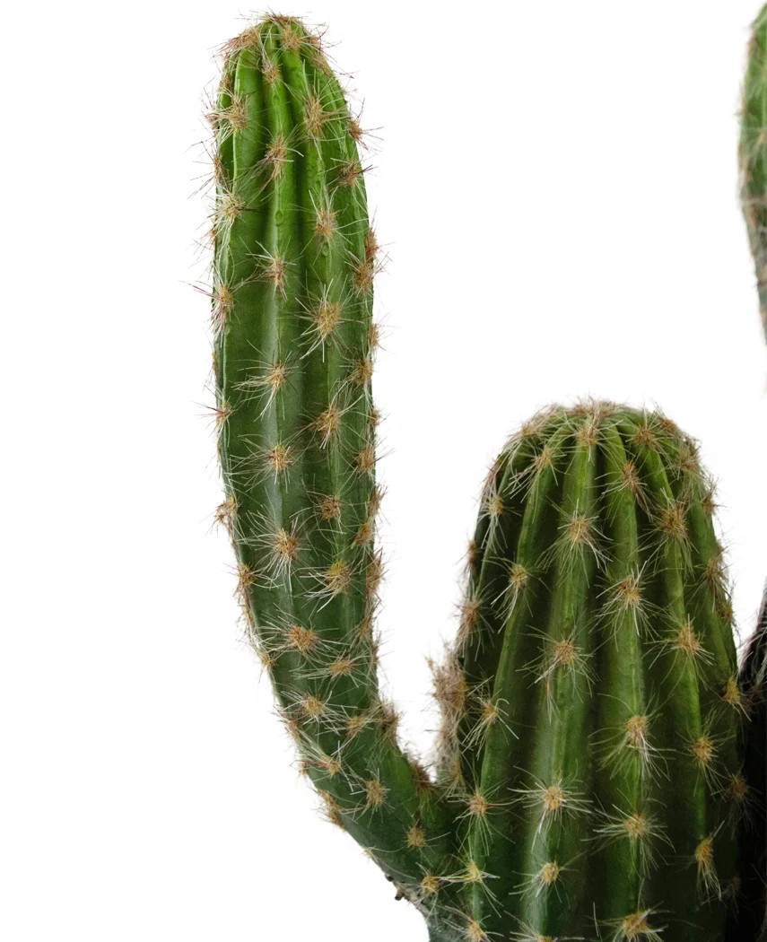 Miniatuur 2