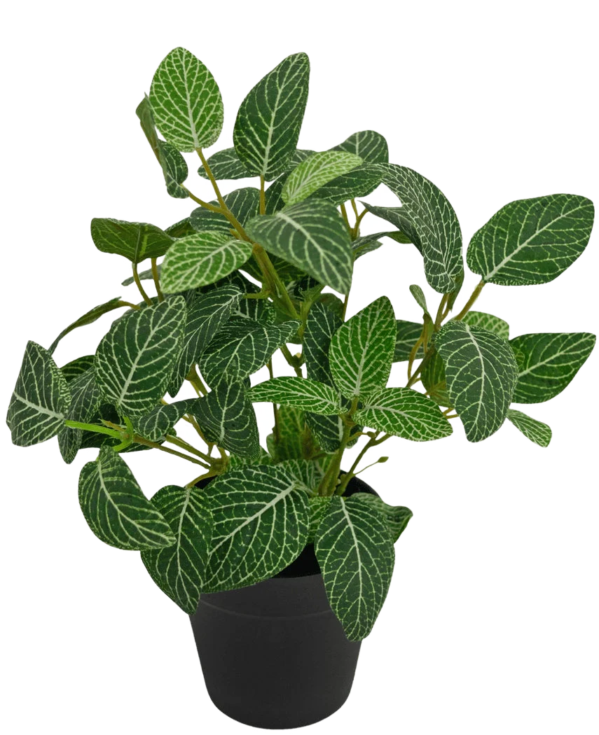 Miniatuur 1