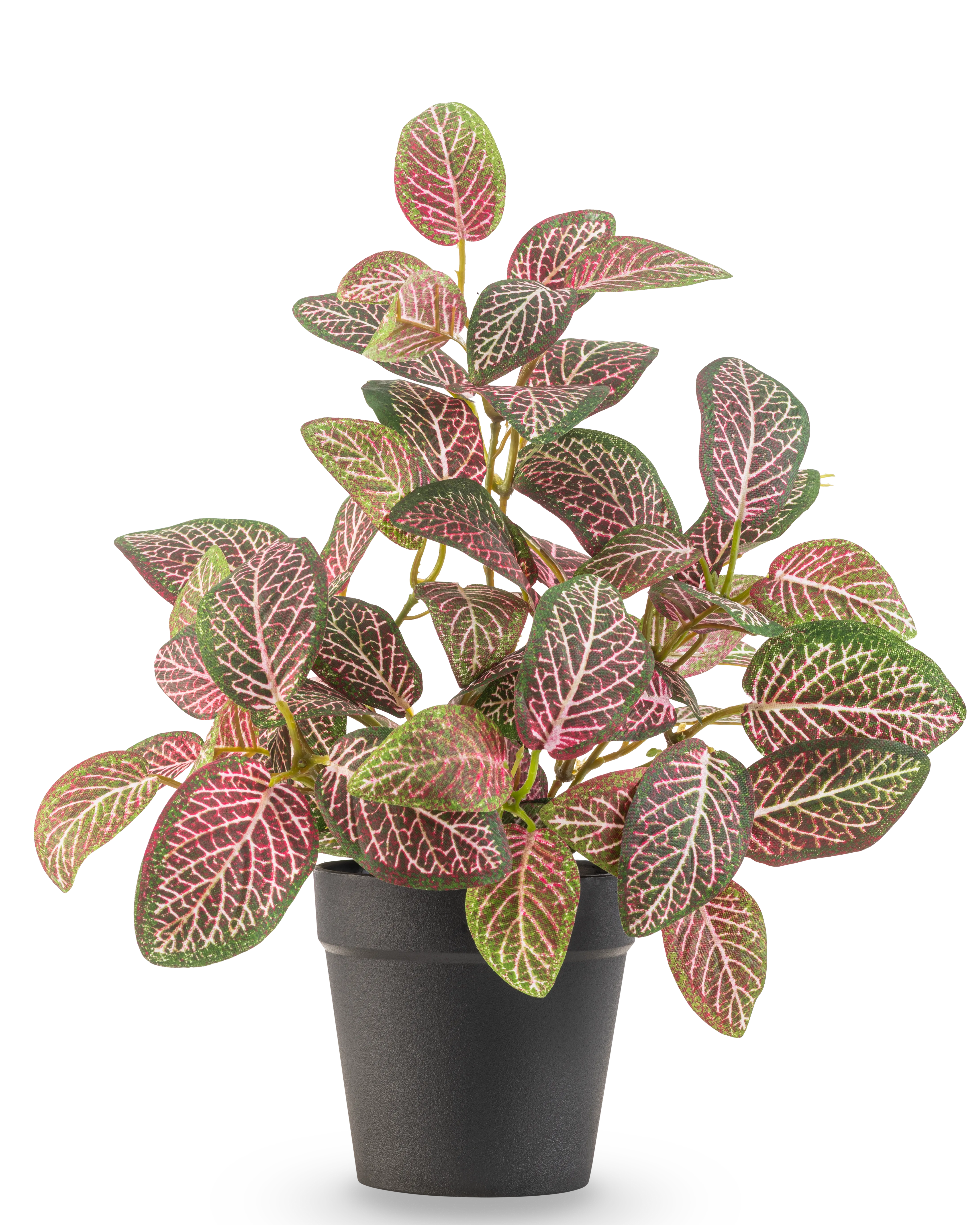 Miniatuur 1