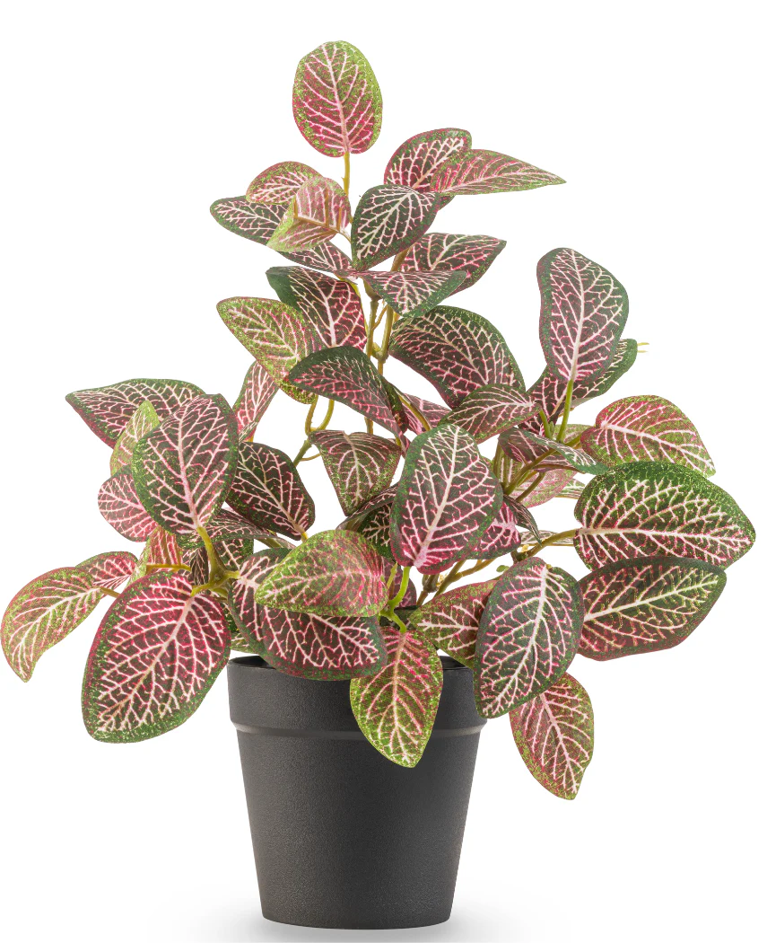 Miniatuur 2