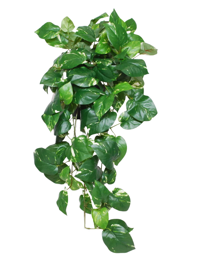 Miniatuur 1