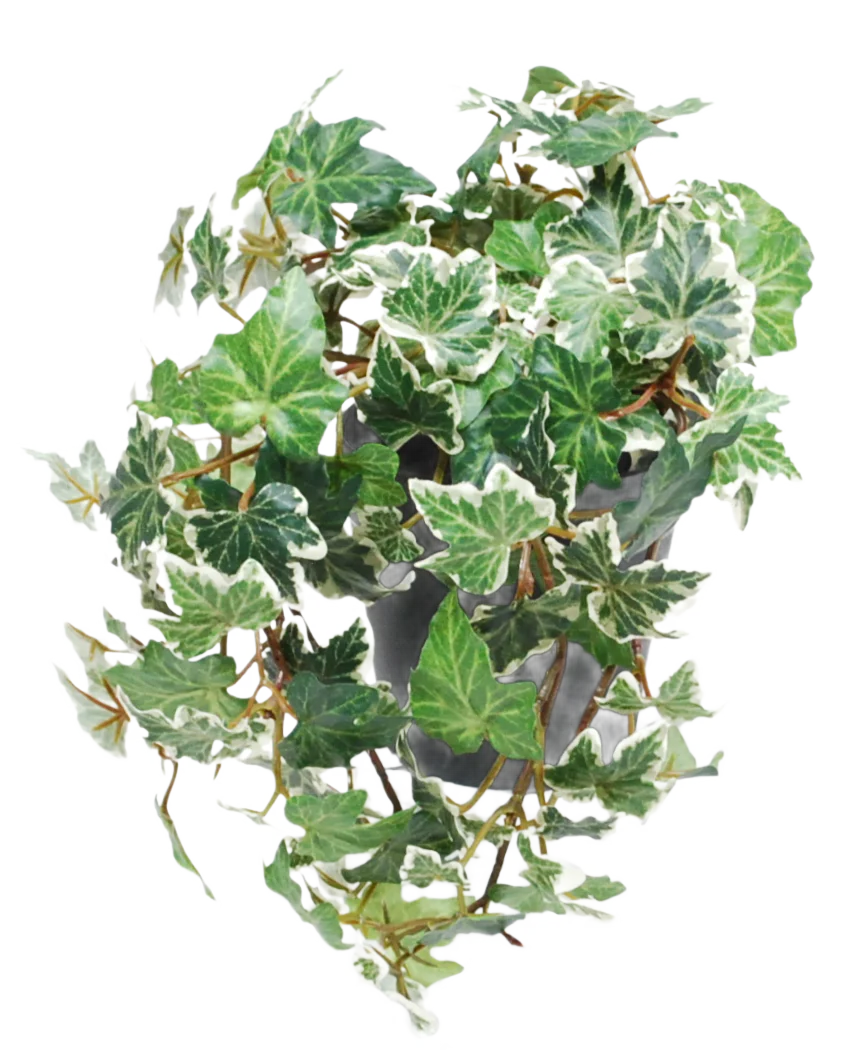 Miniatuur 1