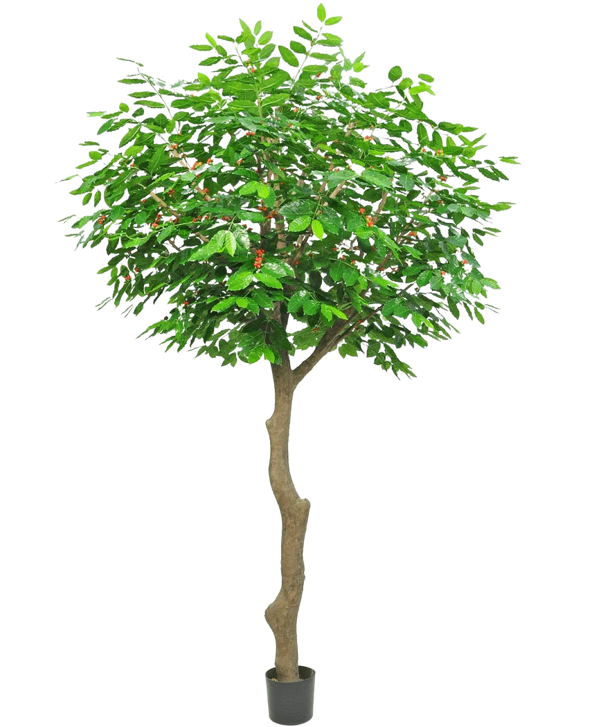 Miniatuur 1