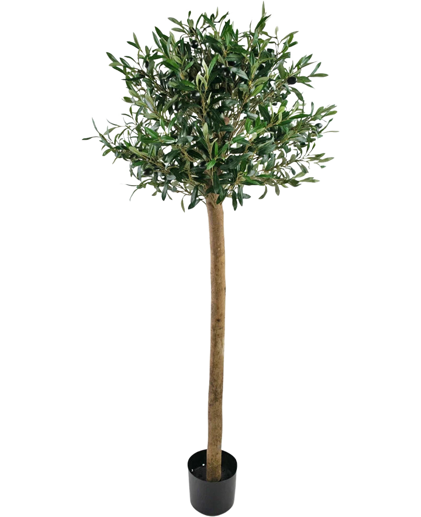 Miniatuur 1