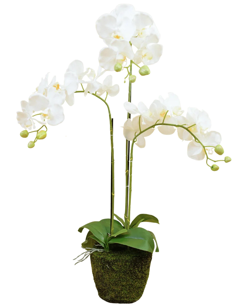 Miniatuur 1