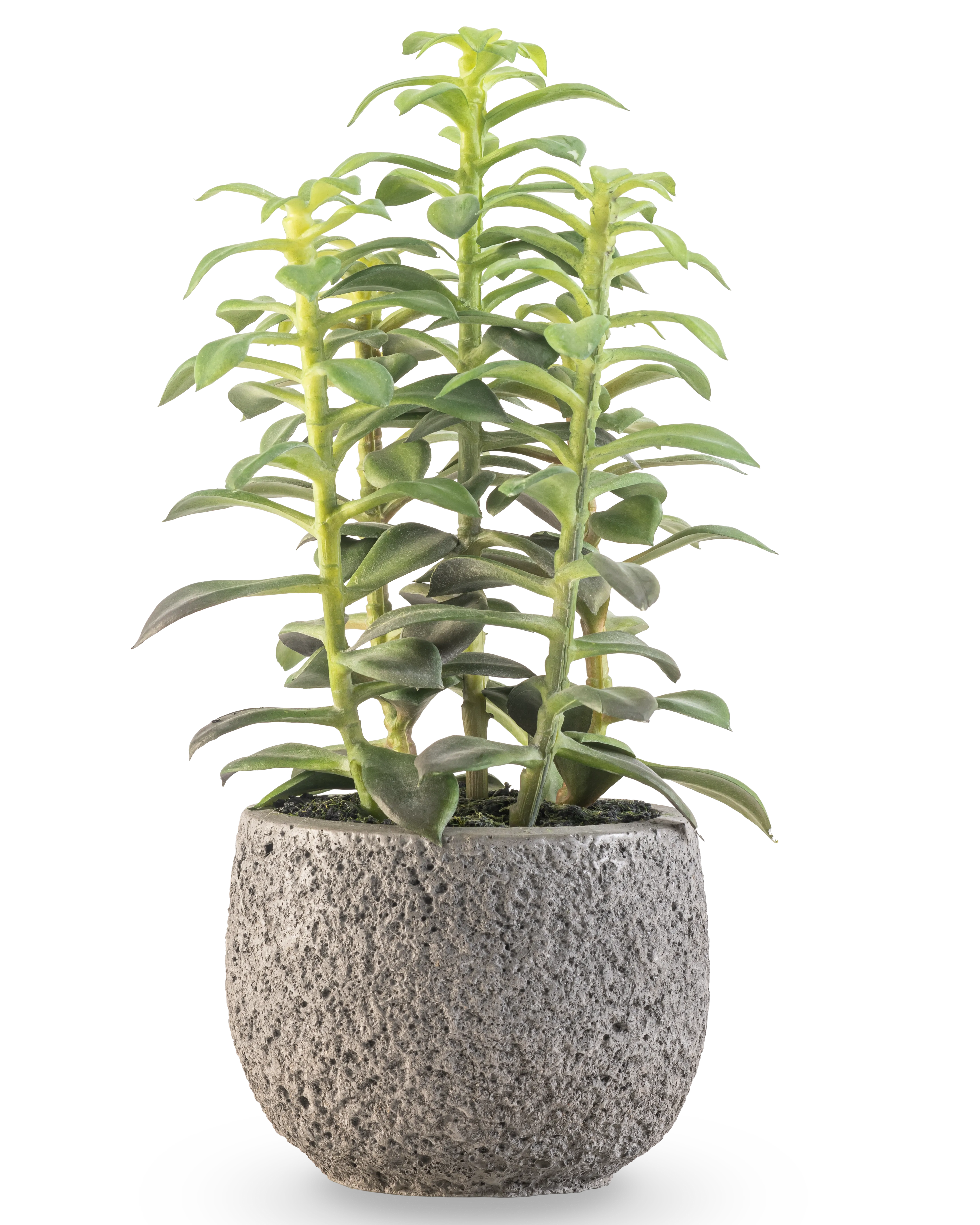 Miniatuur 1