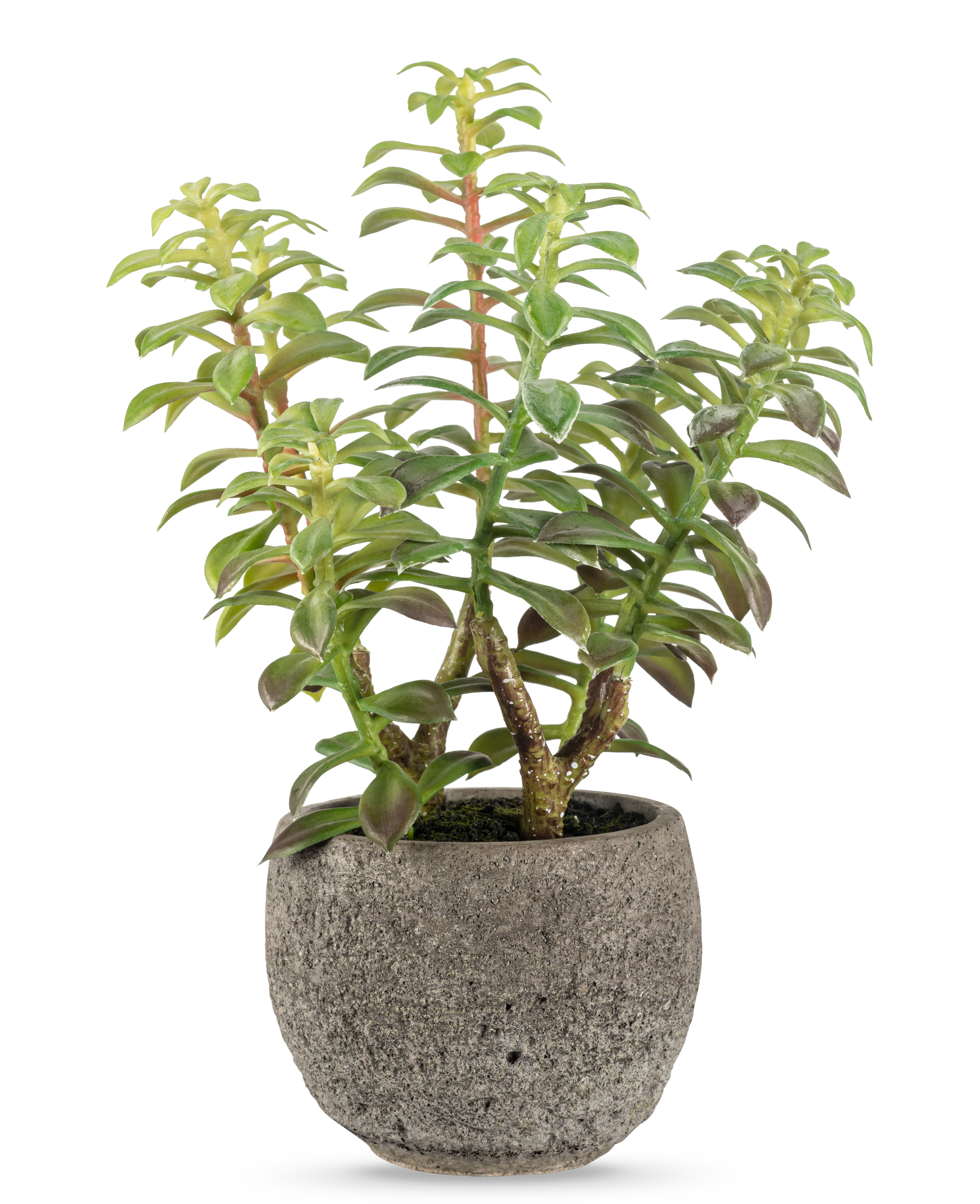 Miniatuur 1