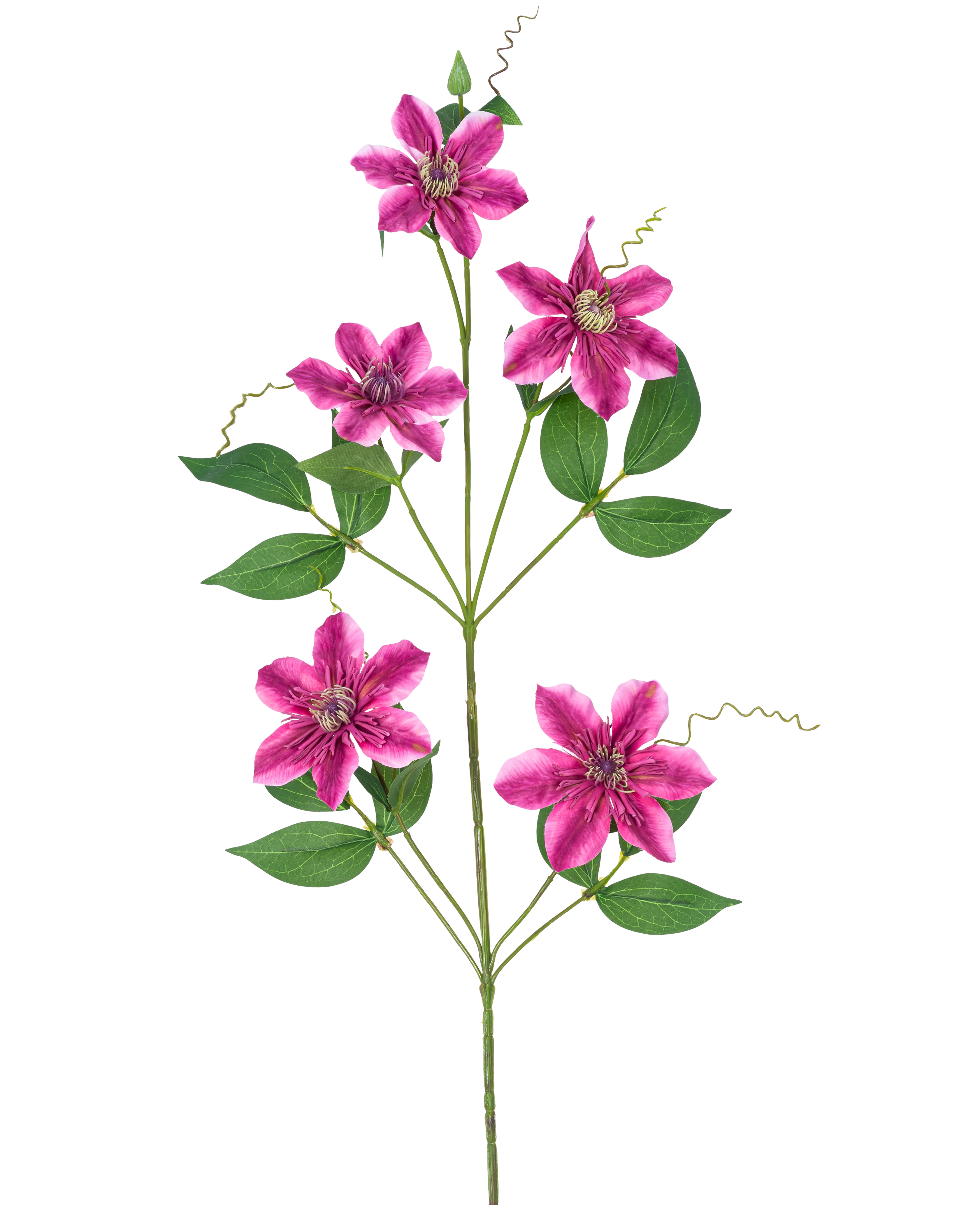 Miniatuur 1