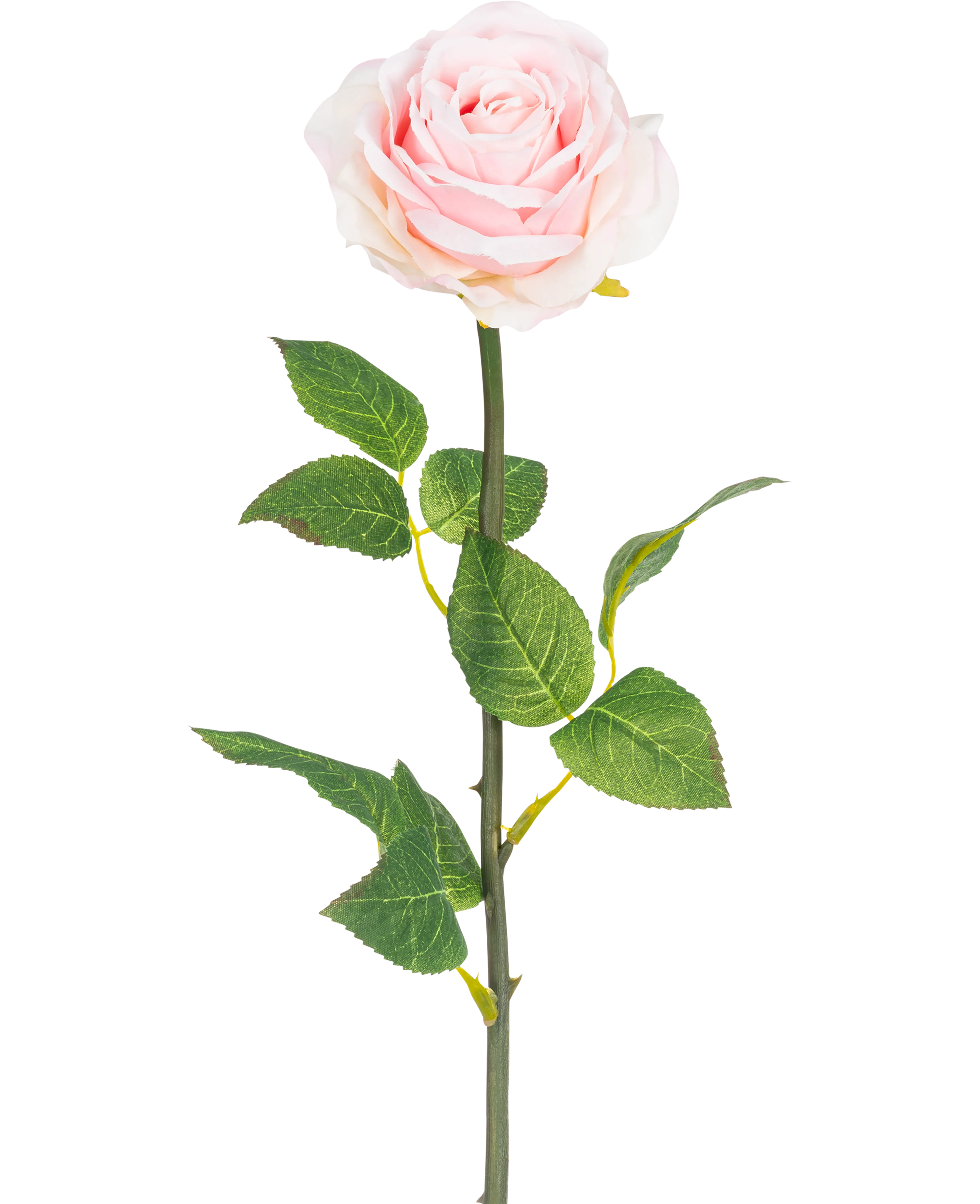 Miniatuur 1