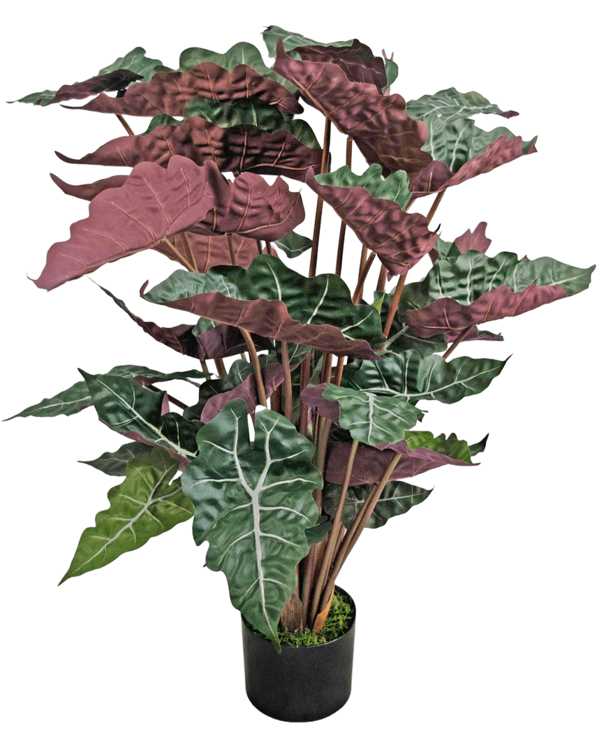 Miniatuur 1