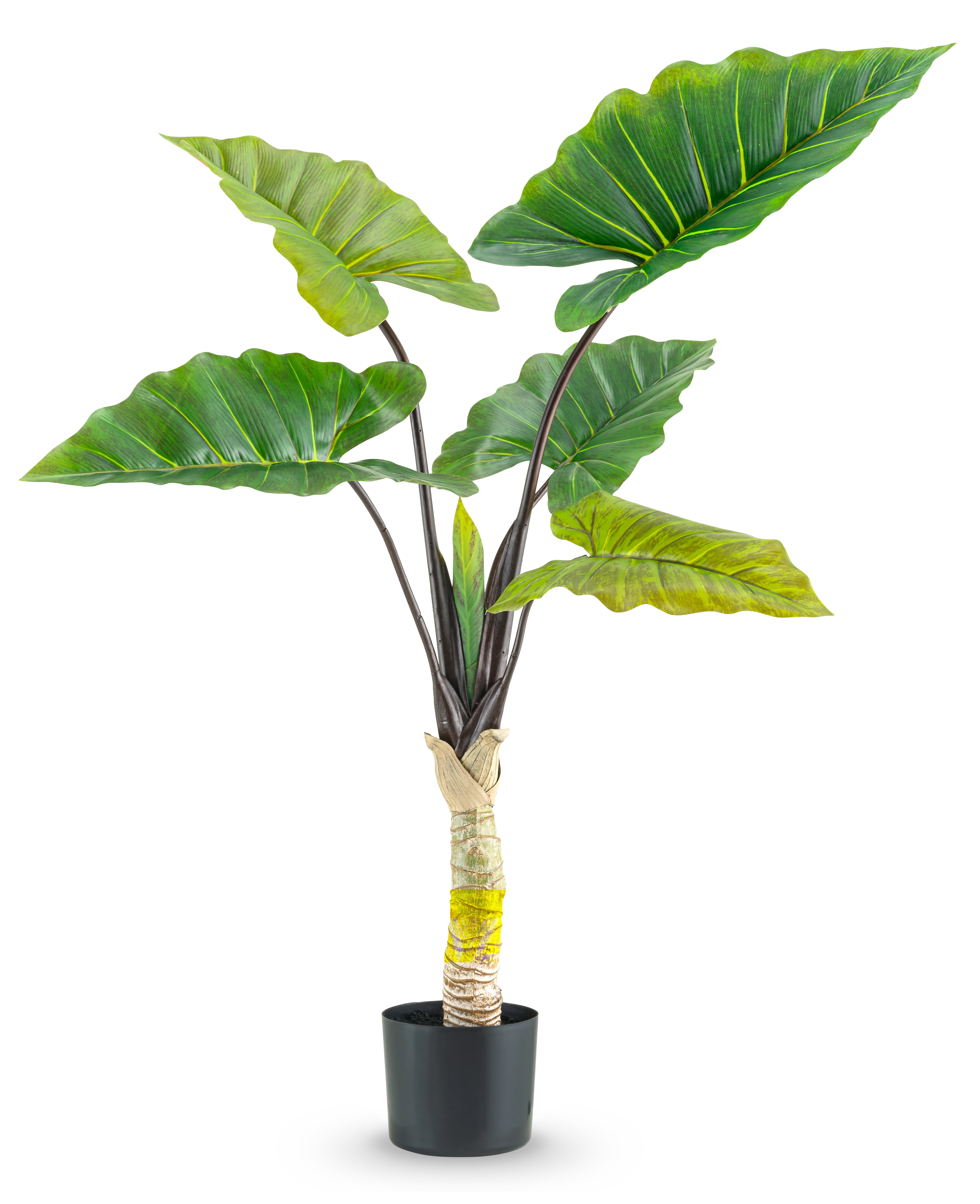Miniatuur 1