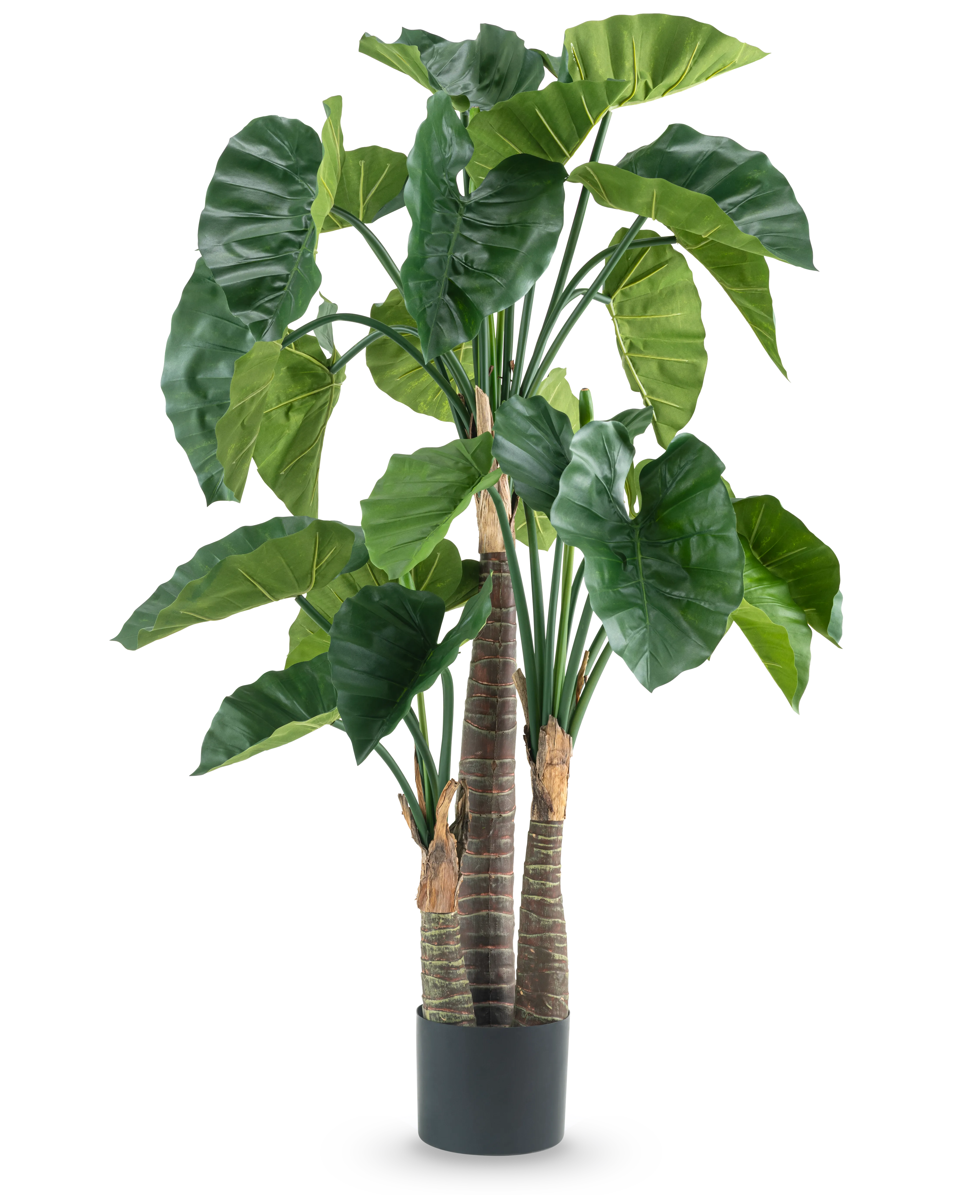 Miniatuur 1