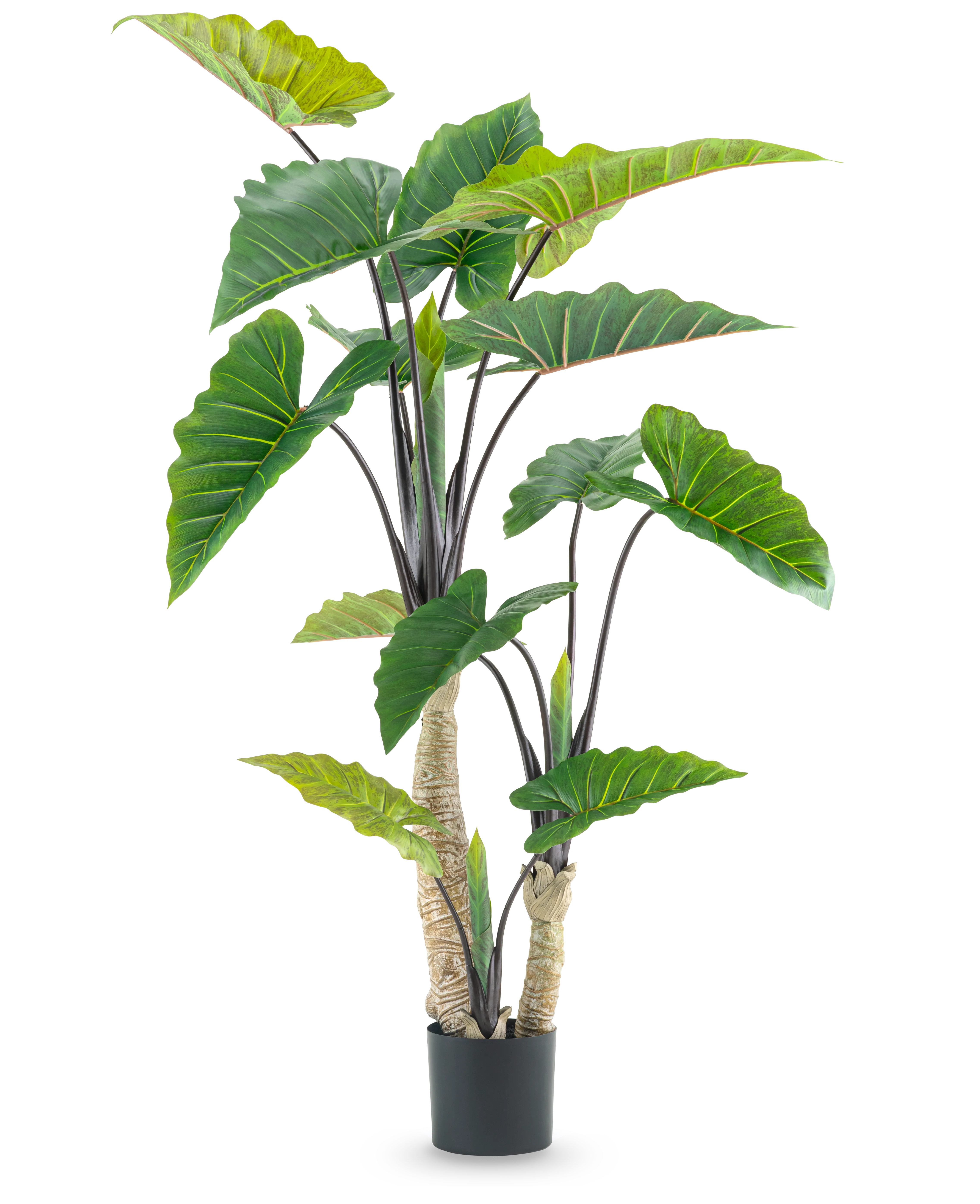Miniatuur 1
