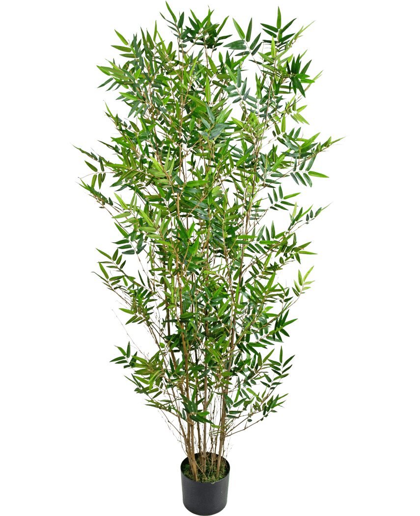 Miniatuur 1