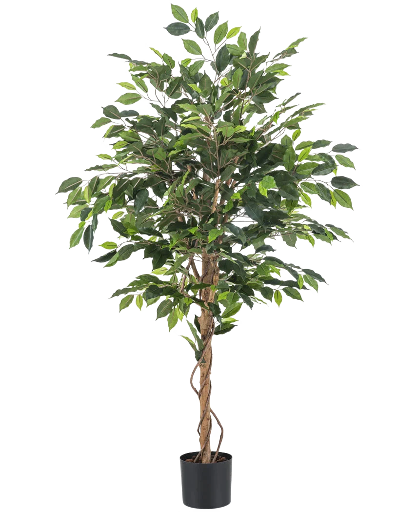 Miniatuur 1