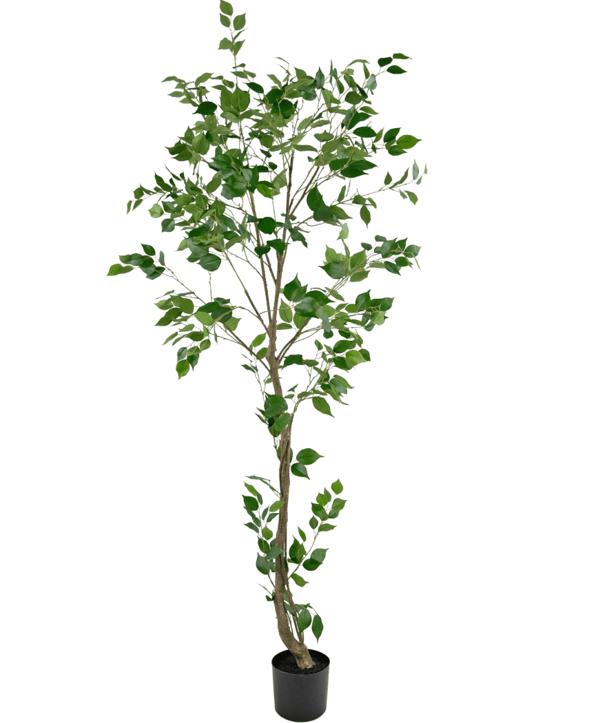 Miniatuur 1