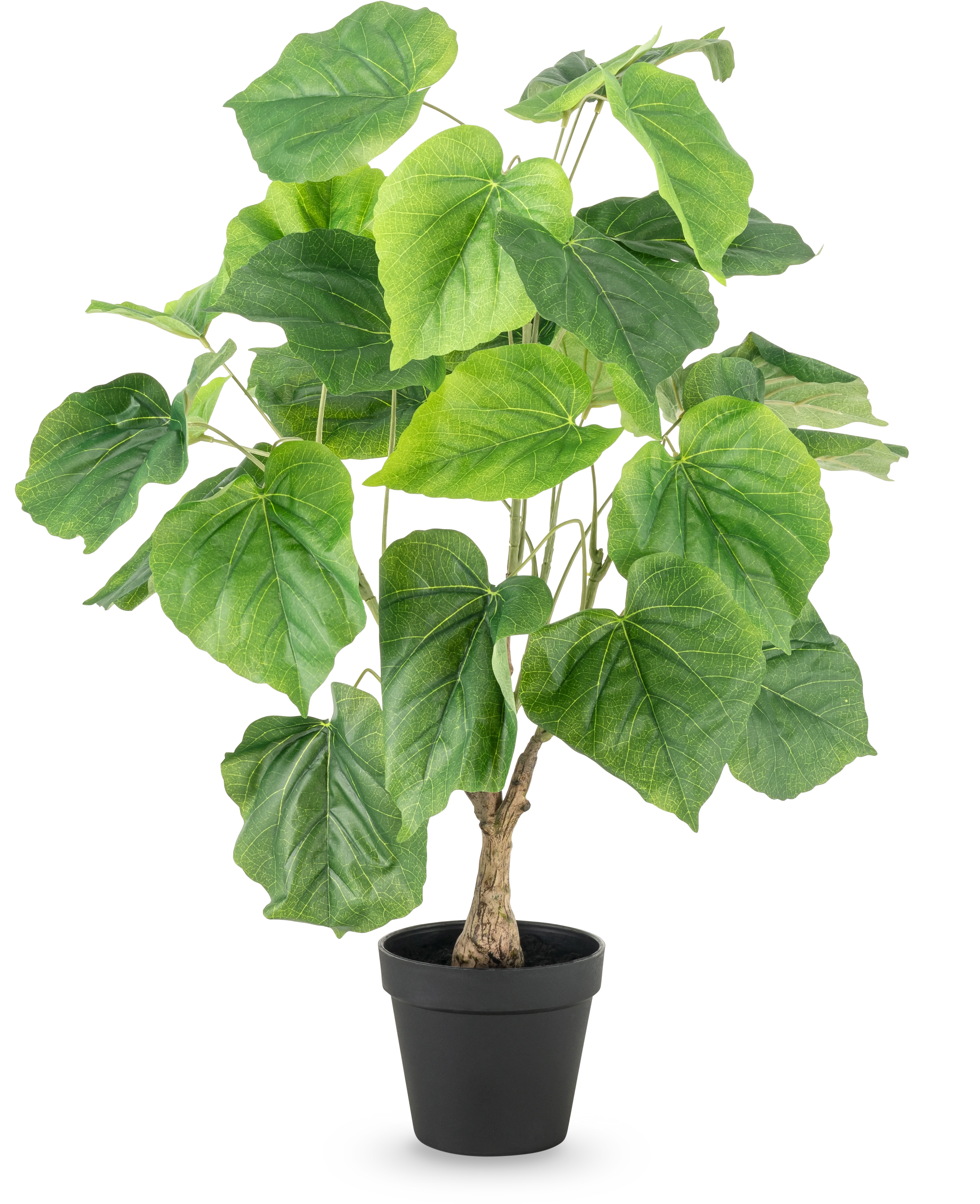 Miniatuur 1