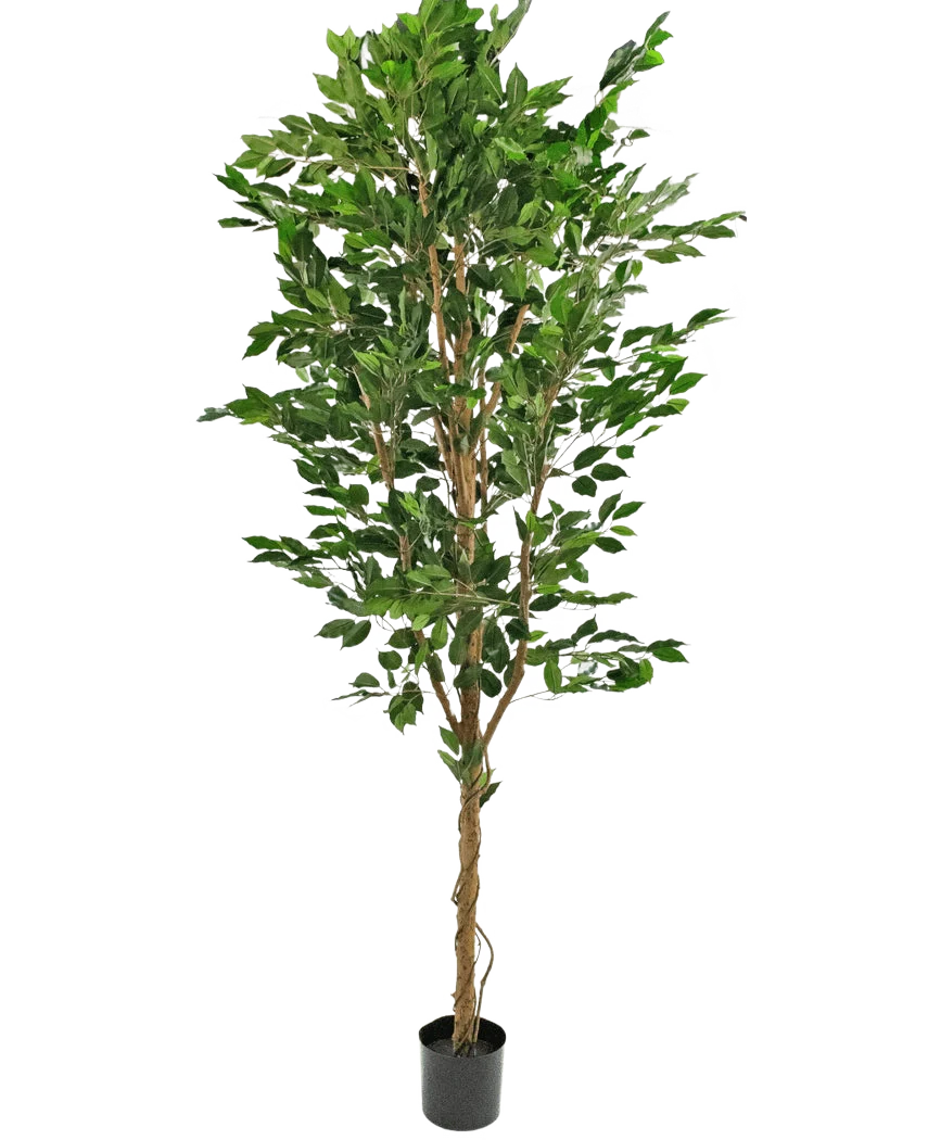 Miniatuur 1
