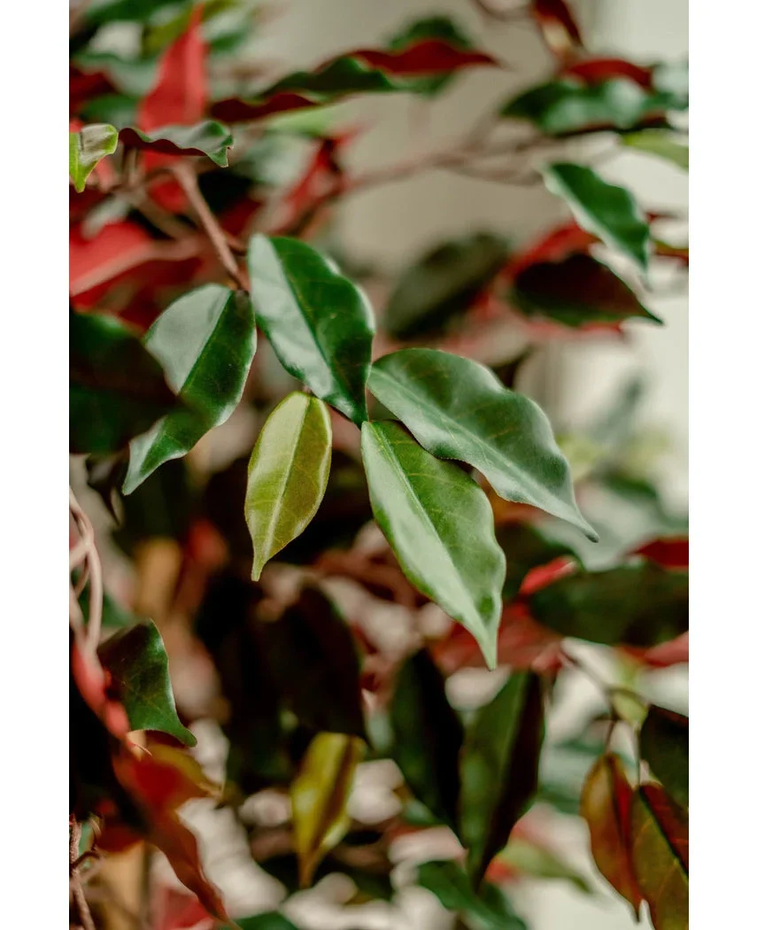 Miniatuur 2