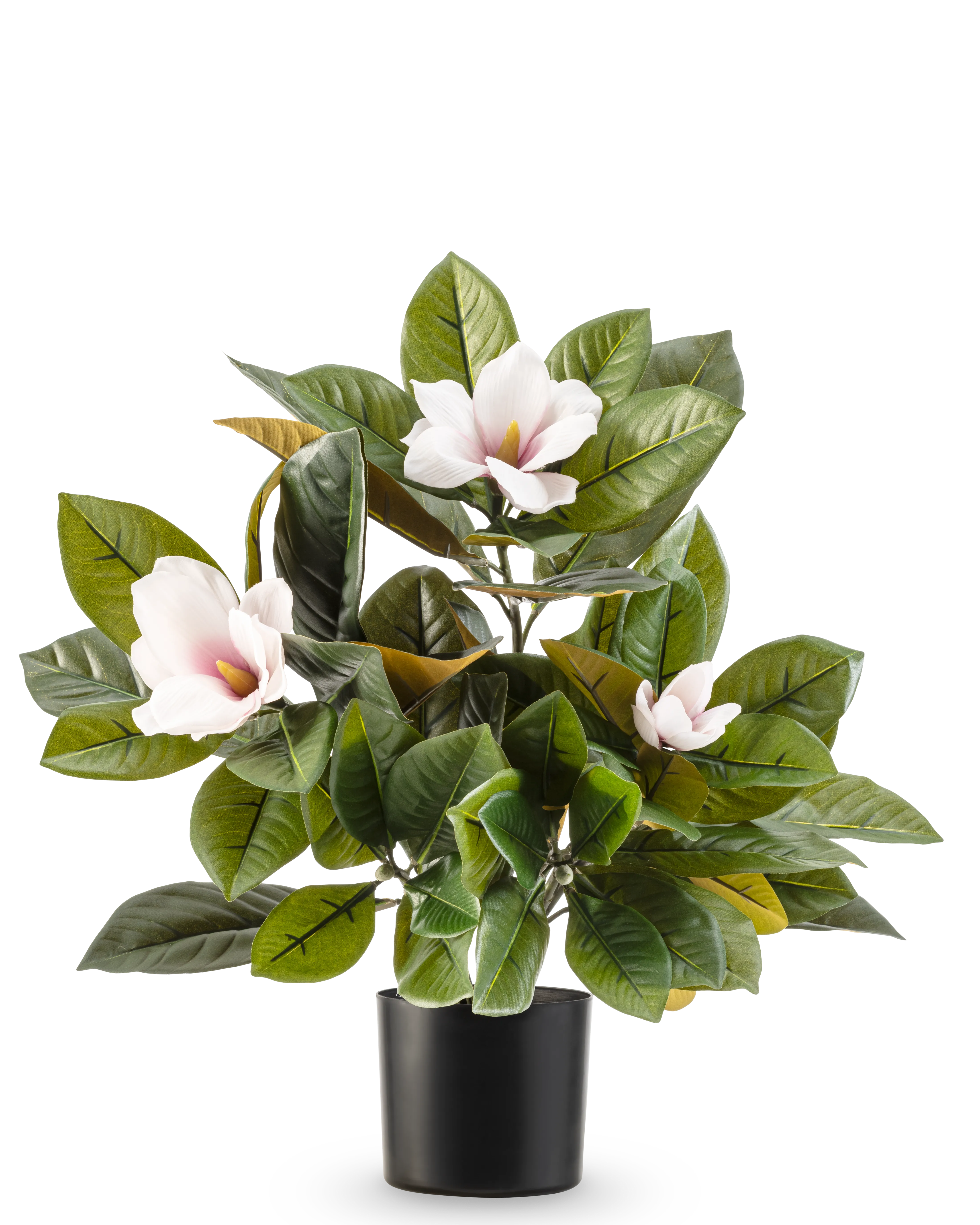 Miniatuur 1