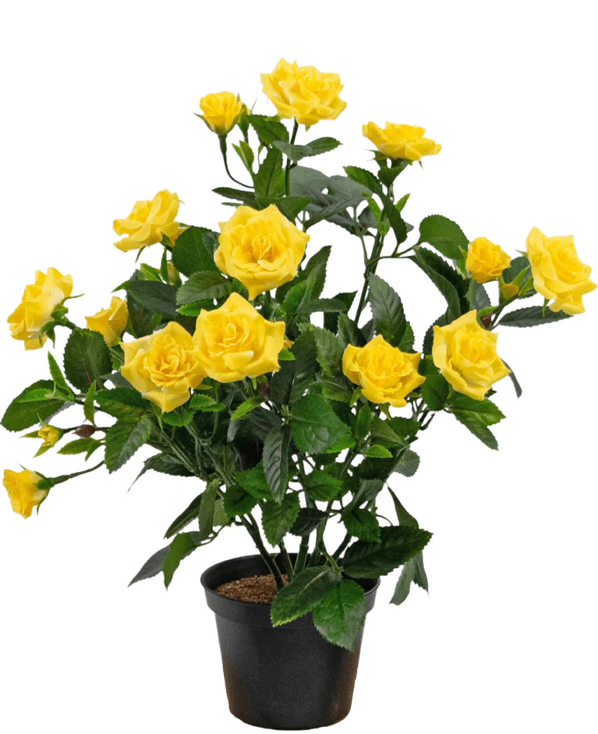 Miniatuur 1