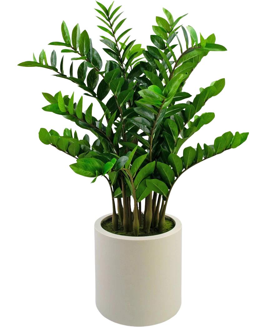 Miniatuur 1