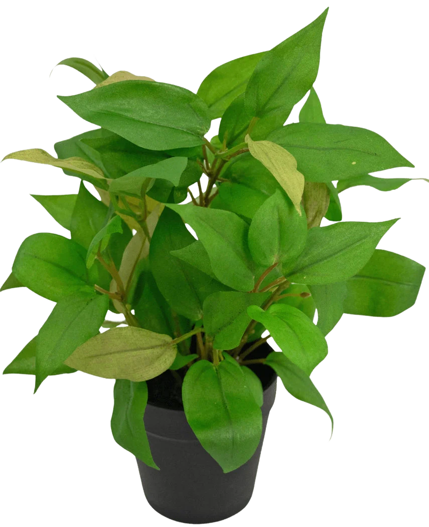 Miniatuur 1